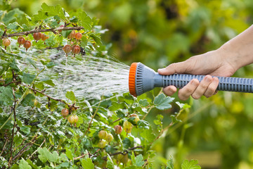 Wall Mural - hand watering gooseberry bush