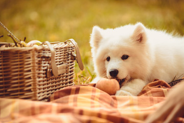 Samoyed puppy eating peach on brown plain near picnic basket