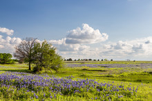 Texas Bluebonnet Filed And Blue Sky In Ennis