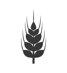 Wall Mural - Grain concept represented by wheat ears icon. Isolated and flat illustration