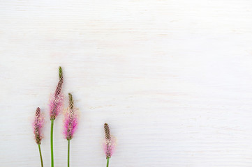 Wall Mural - Pink field flowers on white background, copyspace. White backdrop with delicate rustic motives