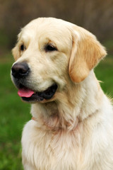 Wall Mural - Beautiful happy dog Golden Retriever in the summer outdoors