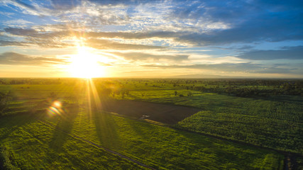 Wall Mural - agricultural landscape sunny dawn in a field