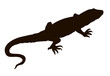 Lizard. Vector drawing