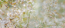 Grass With Dew Drops - A Beautiful Bokeh Background