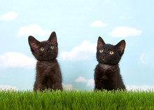 Close Up Of Two 6 Week Old Black Kittens In Tall Grass With Blue Sky Background White Clouds. Copy Space.