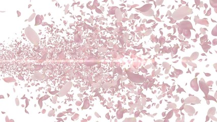 Wall Mural - Rose Flower Petals and Lens Flares.