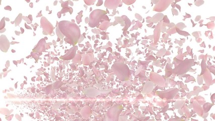Wall Mural - Rose Flower Petals and Lens Flares.