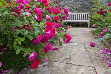 The English Rose Garden In Full Bloom.