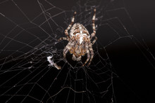 Crouching Spider Sitting On A Spider Web