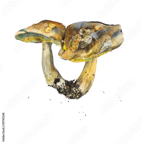 Juliste Mushroom. Watercolor hand drawn illustration.