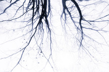 Spooky Abstract Tree Branches Background