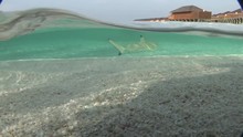 Camera Half In Shallow Water Sharks Swim Past