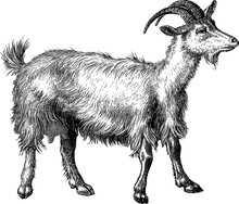 Vintage Clipart Goat