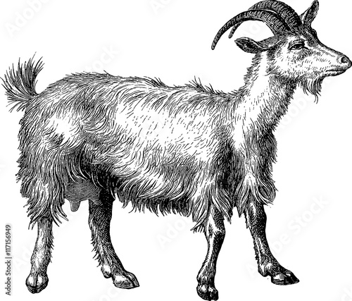 Vintage clipart goat Stock Illustration | Adobe Stock