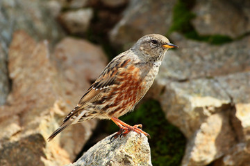 Alpine accentor - Prunella collaris