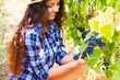 Young beautiful Woman harvesting grapes in vineyard during harve