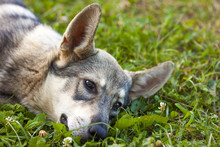 Closeup Of A Dog Laying In Grass