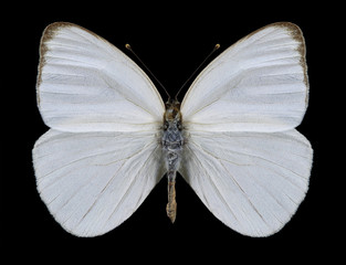 Butterfly Ascia monuste phileta (female) on a black background