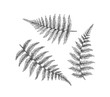 Black isolated fern branches, hand drawn leaves.