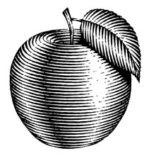 Engraved Isolated Illustration Of An Apple