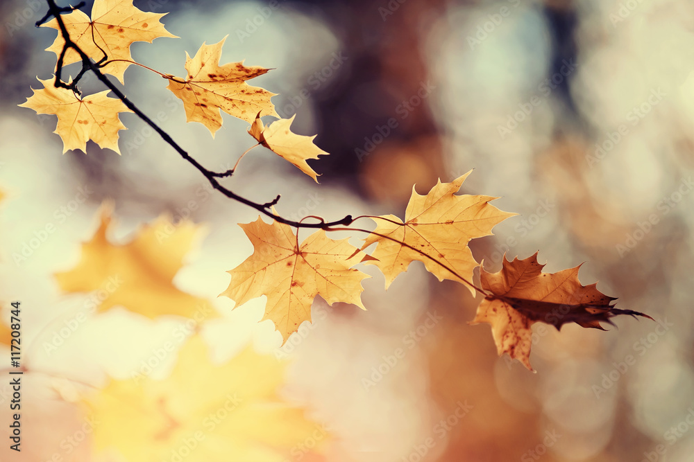 Branch of maple tree with autumn leaves. - obrazy, fototapety, plakaty 