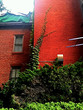 brick house and ivy