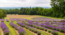 A Field Of Lavender Plants In Full Bloom In Rows  
