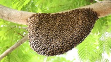 Honeycomb With Bee On Green Tree