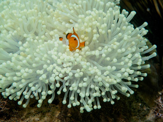 Wall Mural - anemone fish at underwater, philippines