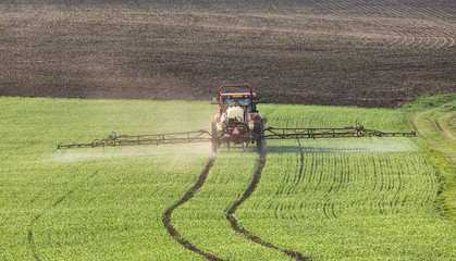 Tractor pours fertilizer in agriculture field