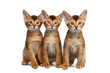 Three Little Abyssinian Kitten Sitting and Curious Looking in Camera on Isolated White Background, Front view