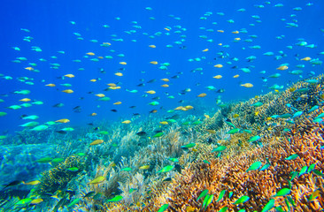 Canvas Print - Many vibrant small fish above a coral reef