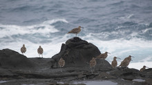 Flock Of Slender-billed Curlews