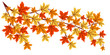 autumn colorful leaves