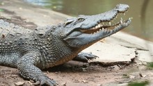 Close Up Crocodile Or Alligator Open Mouth.