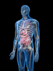 3d rendered medically accurate illustration of the human organs