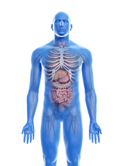 3d rendered medically accurate illustration of the human organs