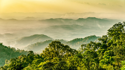 regenwald in malaysia