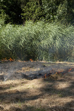 Natuurbrand In Gemaaid Gras En Riet