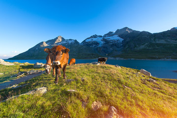 Cows in high mountain pasture near a lake