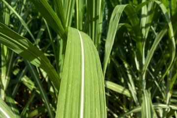 Wall Mural - sugar cane leaf