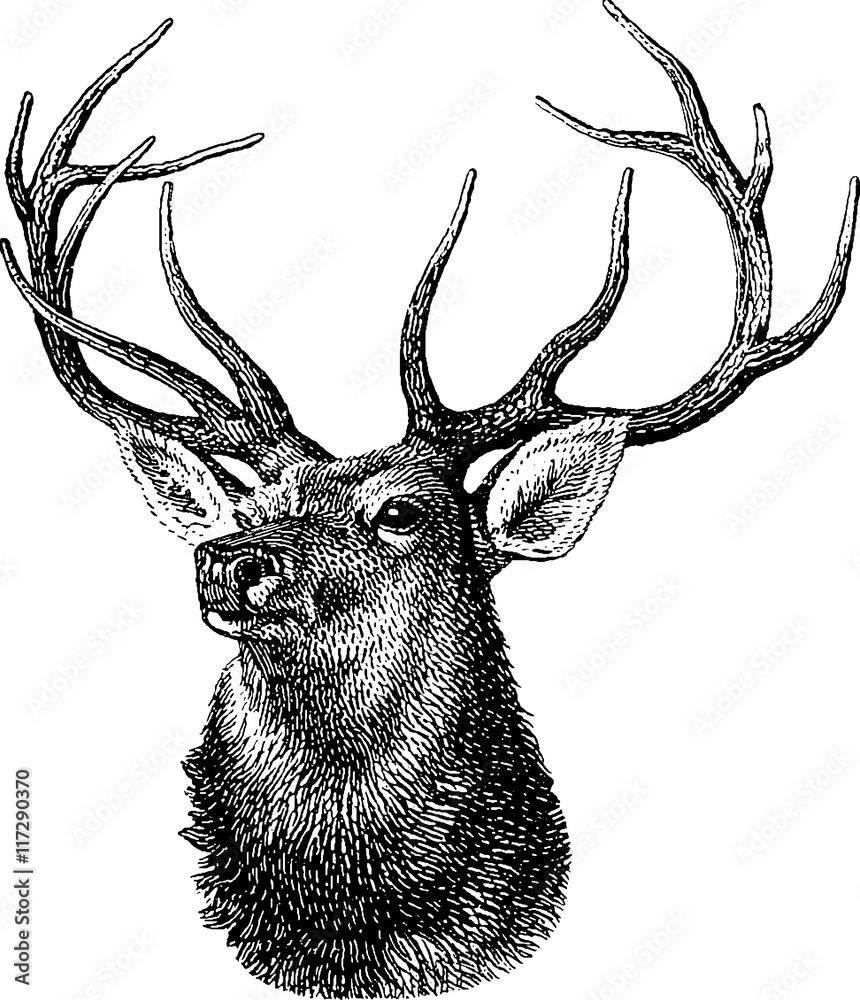 Foto-Plissee zum Schrauben - Vintage inage deer head