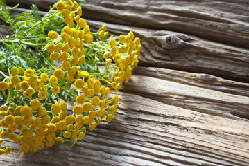 Rainfarn Blütenköpfe - Tanacetum vulgare - auf altem Treibholz / Holz Brett, Hintergrund, Textfreiraum