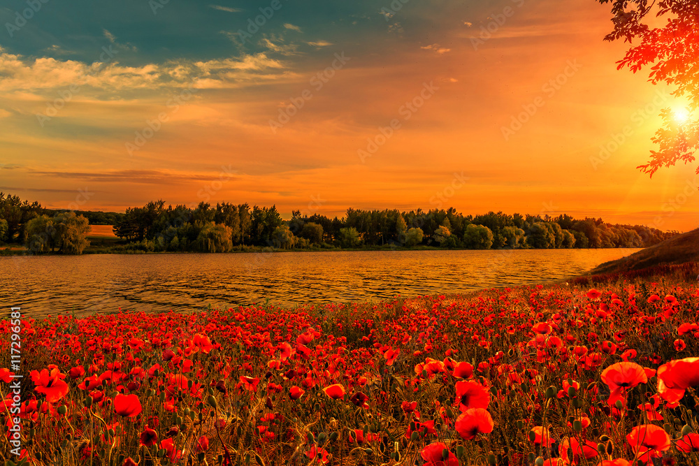 fantastic Poppy field at sunset. on the river. majestic pictures of nature - obrazy, fototapety, plakaty 