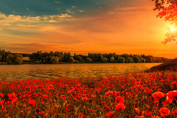 fantastic Poppy field at sunset. on the river. majestic pictures of nature