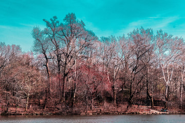 Sticker - Trees at Central Park in Manhattan, New York City