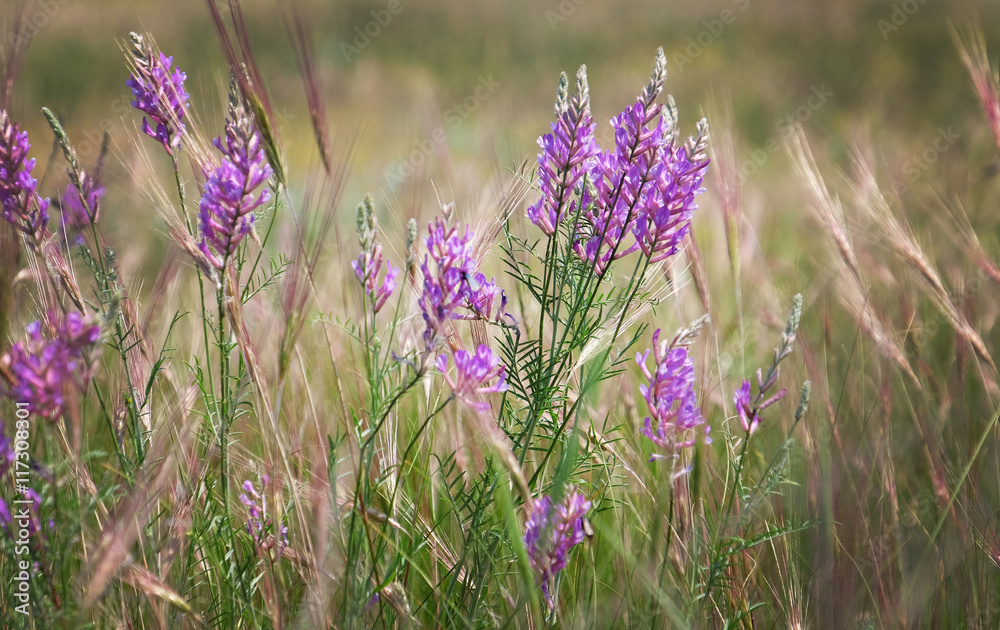 Beautiful meadow purple flower on blurred nature background