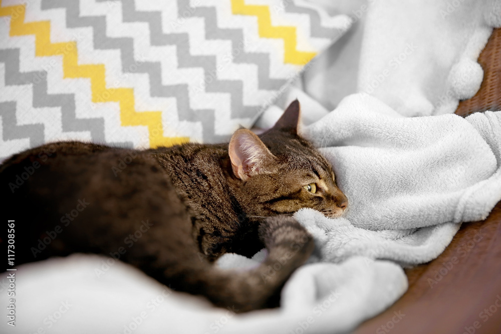Cute grey cat on chair