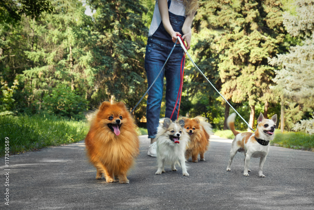 Woman walking dogs in park